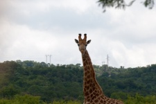 Long Neck And Head Of Tall Giraffe