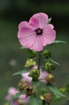 Mallow Flower Pink Photography