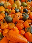 Many Pumpkins Background