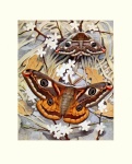 Moth Butterfly Vintage Art
