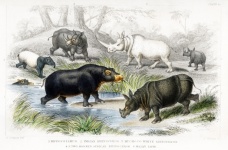Rhinoceros Hippopotamus Vintage Old