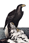 Northern Sea Eagle