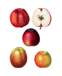 Fruit Apples Vintage Clipart