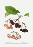 Fruit Cherries Vintage Old