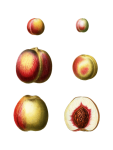 Fruit Peaches Vintage Clipart