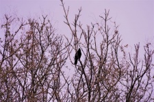 Bird In The Trees
