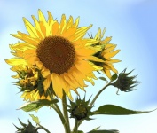 Painted Cartoon Sunflower