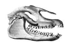 Palaeotherium Skull