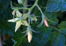 Pale Yellow Tomato Plant Flower