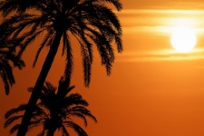 Palm Tree Sunset Silhouette