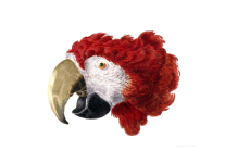 Parrot Macaw Art Clipart