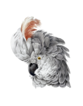 Parrot Cockatoo Art Clipart