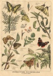 Papillon Butterfly Vintage Old