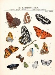 Papillon Butterfly Vintage Old