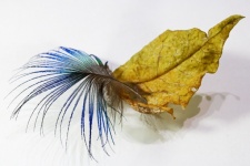 Peacock Feather Stuck To Dry Leaf