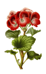 Pelargonium Flower Vintage Art
