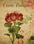 Pelargonium Flower Vintage Postcard