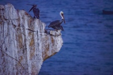 Pelicans On Rock