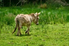 Little Donkey In The Meadow