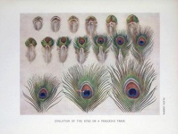 Peacock Feathers Vintage Old