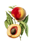 Peach Fruit Vintage Illustration