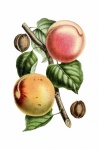 Peaches Fruit Vintage Art