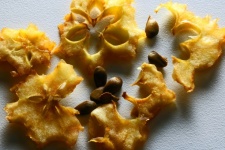 Pieces Of Apple Core And Pips