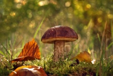 Mushroom Fall Foliage Photography
