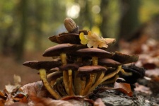 Mushrooms Oak Leaves Autumn Leaves