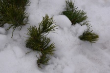 Pine Needles Snow Drifts