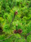 Pine Tree Branches And Cones