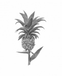 Pineapple Fruit Vintage Art