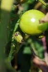 Pink & Green Shield Bugs On Tomato