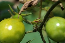 Pink And Green Insect On Tomato