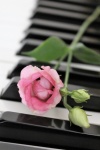 Pink Flower On Piano Keys