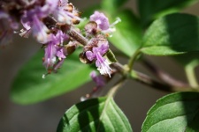 Pink Flowers Of A Perenial Basil