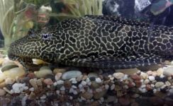 Plecostomus Fish