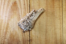 Porous Texture Of Old Bone