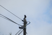Telephone Pole And Magpie