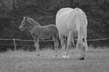 Foal With Its Mother