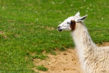 Profile Of A Llama