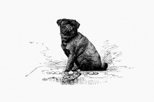 Pug Dog Vintage Illustration