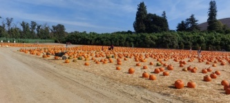 Pumpkin Farm Field