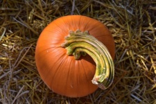 Pumpkin With Curly Stem