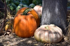 Pumpkins Background