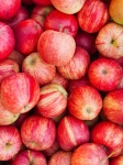 Red Apples Background