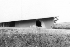 Look Of The Blackbird