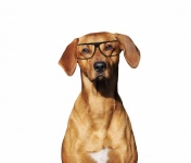 Ridgeback Dog Wearing Spectacles