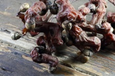 Ripe Cluster Of Oriental Raisins