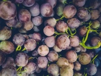 Ripe Grapes Background